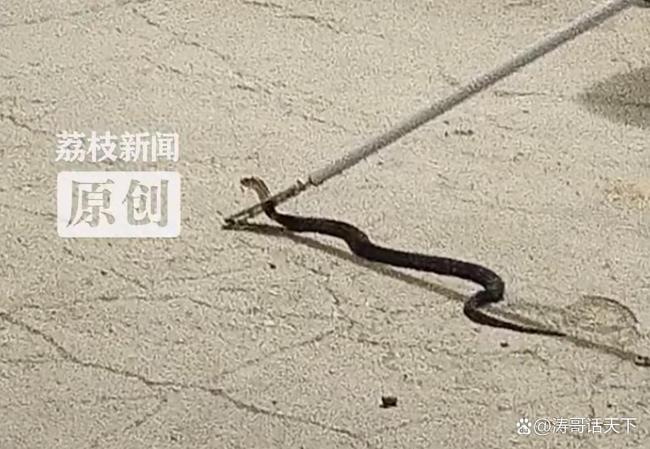 女子回家发现1米长眼镜蛇跳窗逃生据报道，一名女子回家时惊讶地发现一条长达1米的眼镜蛇竟然从窗户逃生了。这种情况非常危险，因为眼镜蛇是一种具有强烈攻击性和毒性的蛇类，如果不慎被咬伤可能会危及生命。